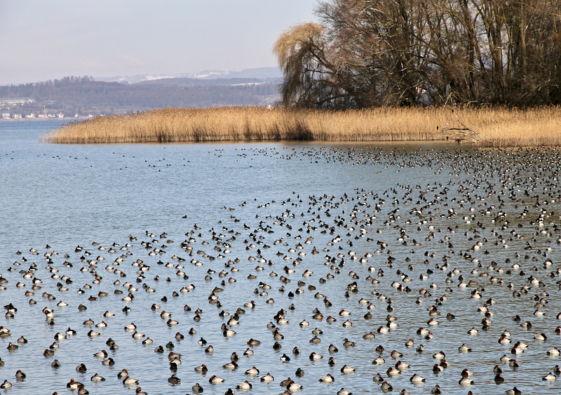 Vogelansammlung vor der Insel Mainau