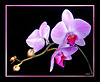 Pink Orchid-2 ©UdoSm