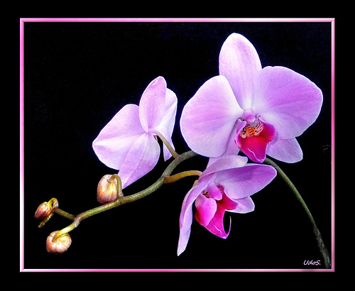 Pink Orchid-2 ©UdoSm