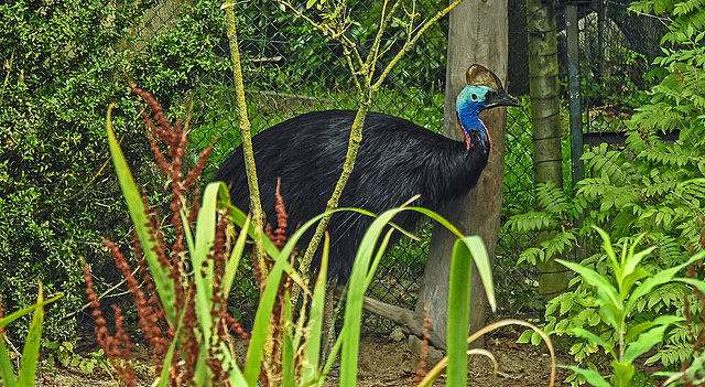 20190901 5663CPw [D~VR] Helmkasuar, Vogelpark Marlow