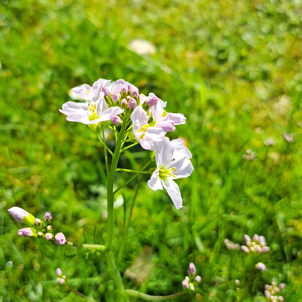 Wiesen-Schaumkraut (Cardamine pratensis)