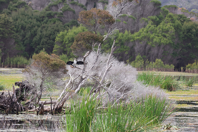 Cormorant - Narawntapu N. P.