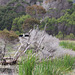 Cormorant - Narawntapu N. P.