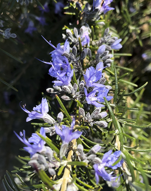 Early Spring, Yarra Valley_3