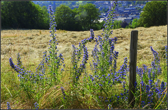 Echium Vulgare  (Slangen kruid)Press   Z