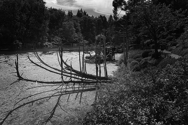 Arbre mort à Maulévrier.