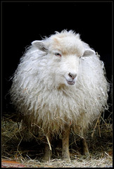 19-02-2015 Chinese New Year: The Year of the sheep...