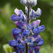 Nootka Lupine