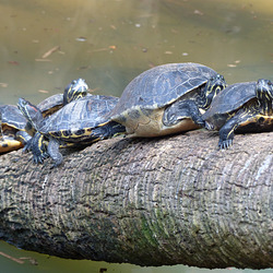 Palm Beach Zoo (10) - 26 January 2016