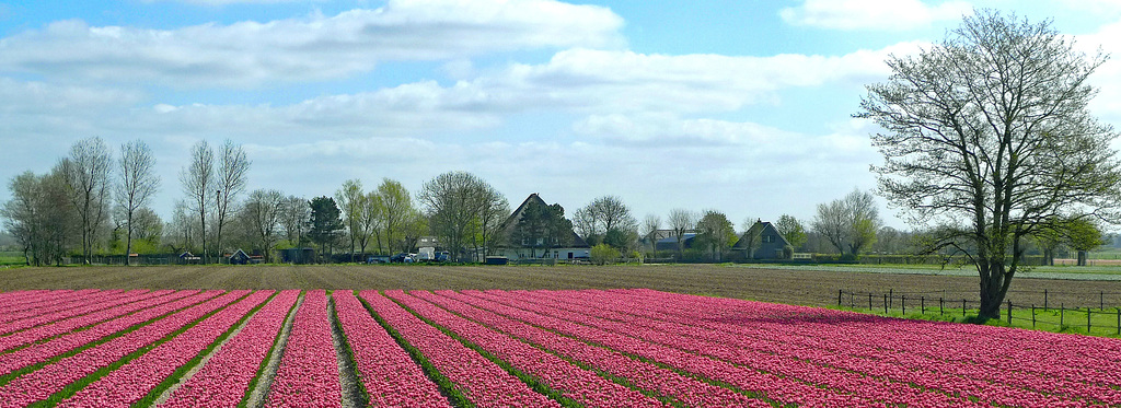 Nederland, Egmond aan den Hoef