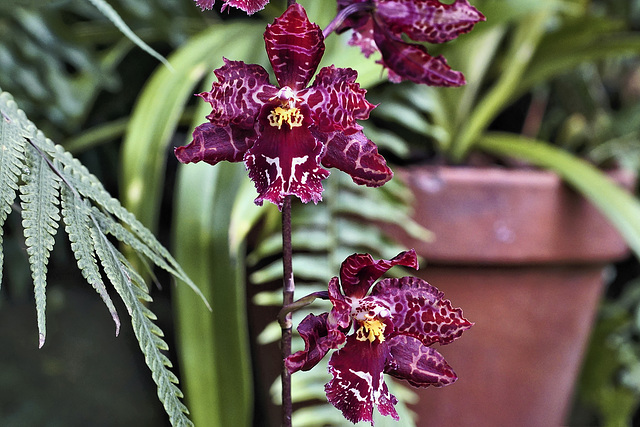 Burgundy and Gold – Orchid House, Princess of Wales Conservatory, Kew Gardens, Richmond upon Thames, London, England