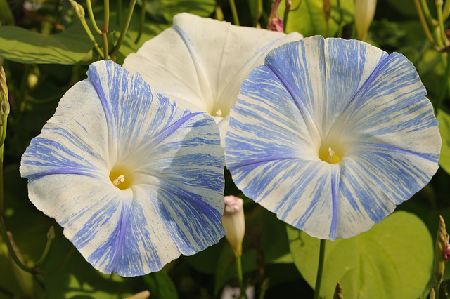 Winden (Convolvulus)