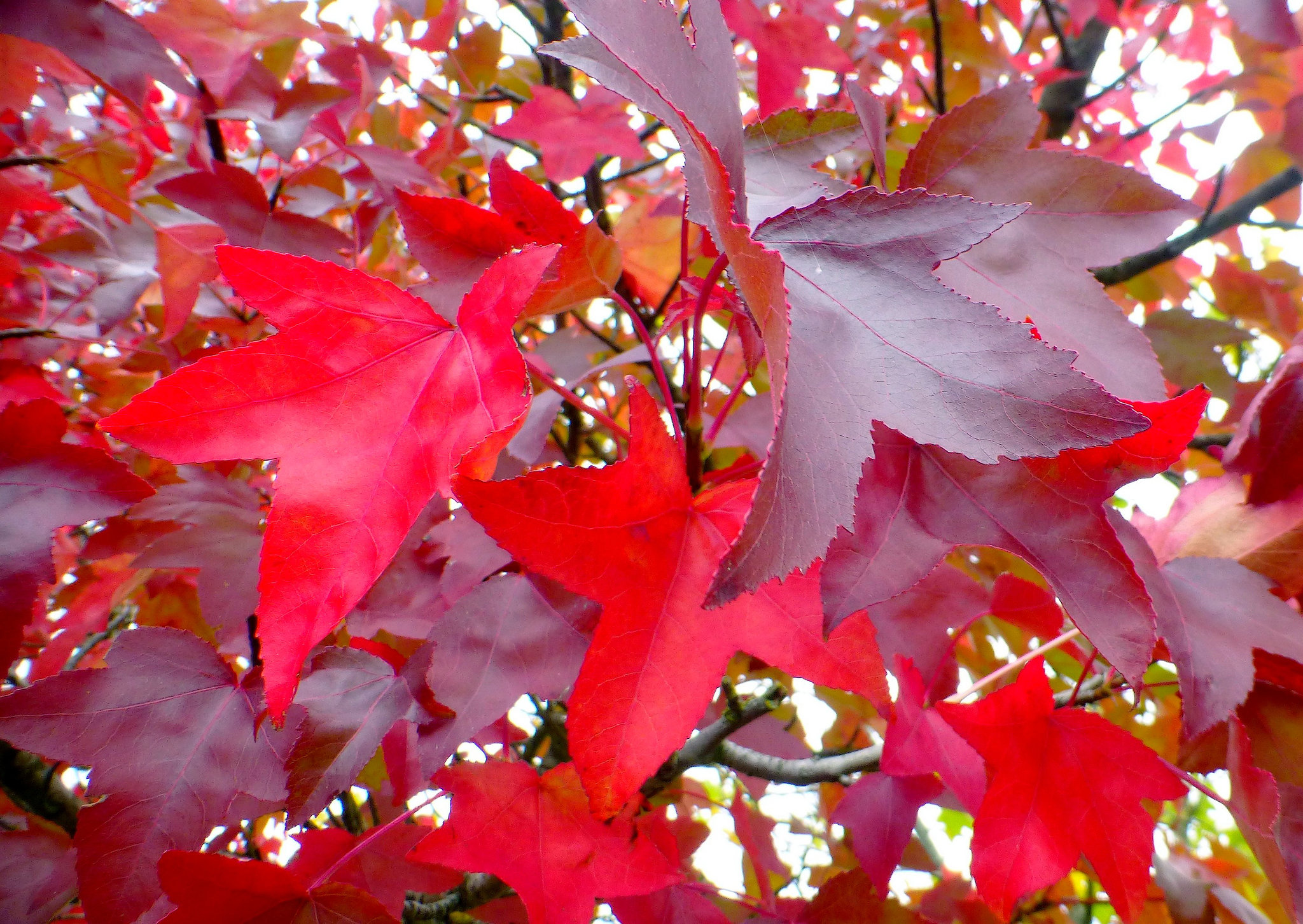 Rouge c'est rouge...