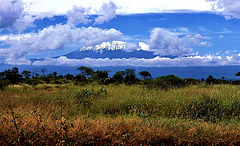 ... il voit là-bas dans le lointain les neiges du Kilimandjaro ...
