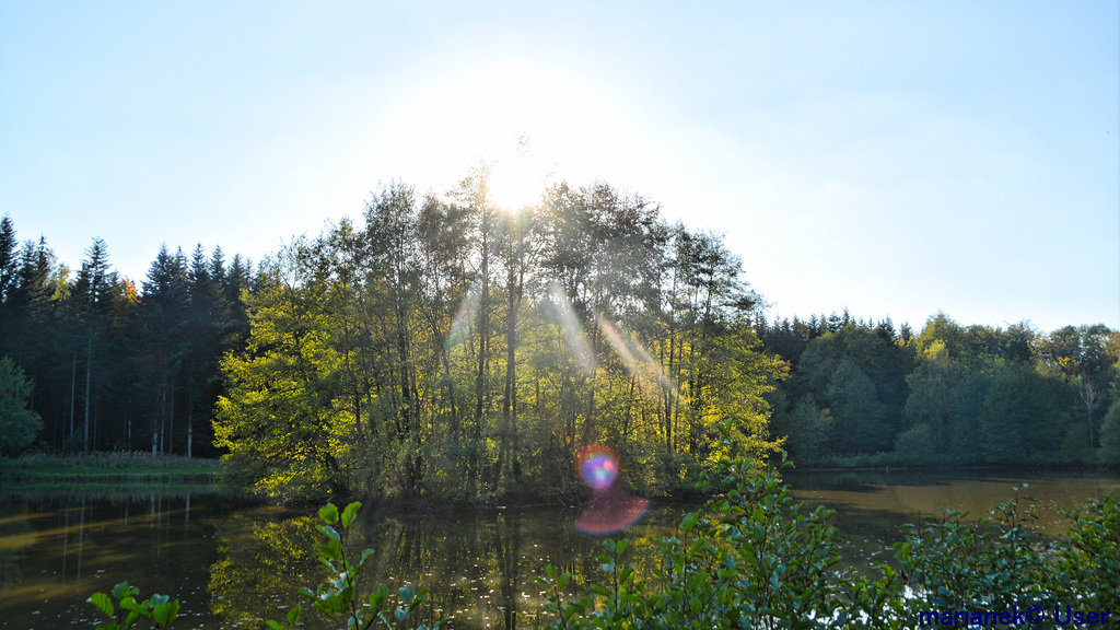 Suntree