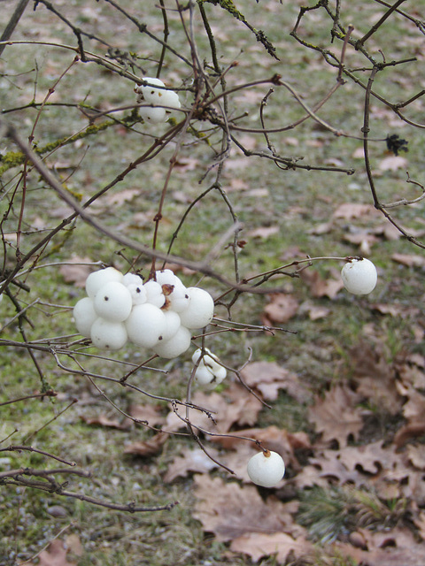 Beeren am Strauch