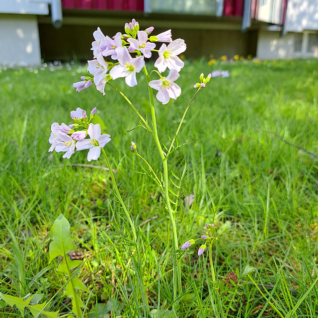 Wiesen-Schaumkraut (Cardamine pratensis)