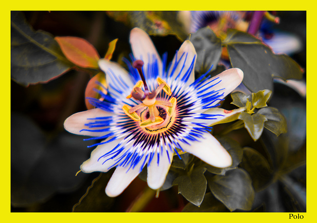 La flor de la pasión [Passiflora caerulea]