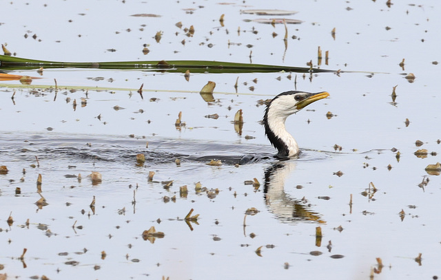 Little Pied Cormorant