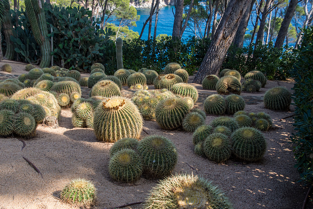 Cactus in Calella-DSA 5155