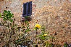 Italy, Pienza, Yellow Winter Rose