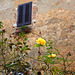 Italy, Pienza, Yellow Winter Rose