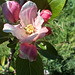 Fleurs du pommier que j’ai planté en automne 2023 ( en même temps que le poirier )