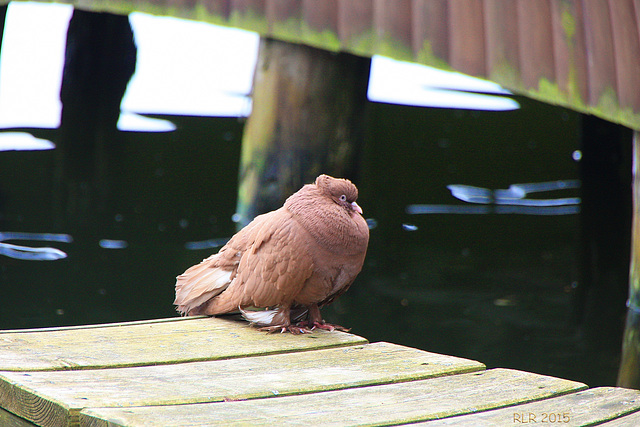 Taube im Bootshaus am Schaalsee