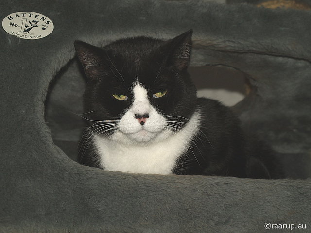 Snow White in cat tree