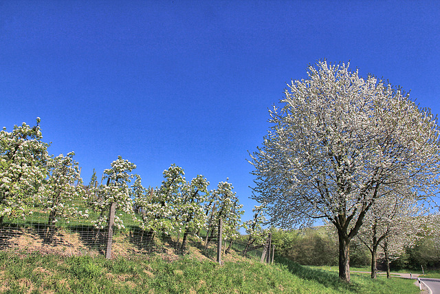 Frohe Ostern - Happy Fence Friday