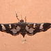 Moth IMG_6495