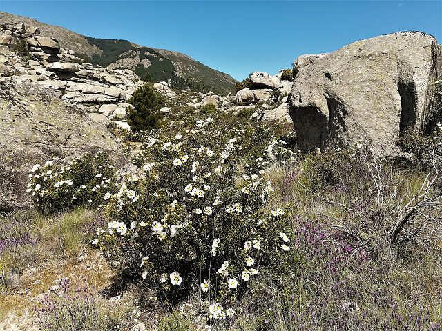 Cistus, lavender, granite