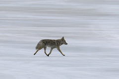 Coyote