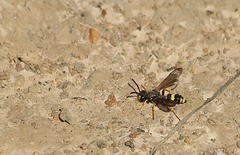 Maple Hurst Wasp (5)