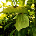 Brimstone butterfly. When this butterfly roosts among foliage, the angular shape and the strong veining of their wings closely resembles leaves. There is a view that the word 'butterfly' originates from the yellow colour of male Brimstones.