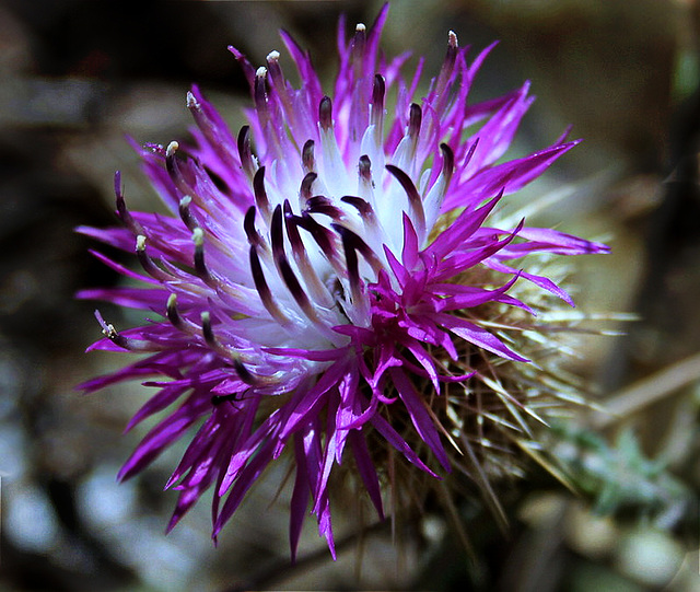 chardon en fleur