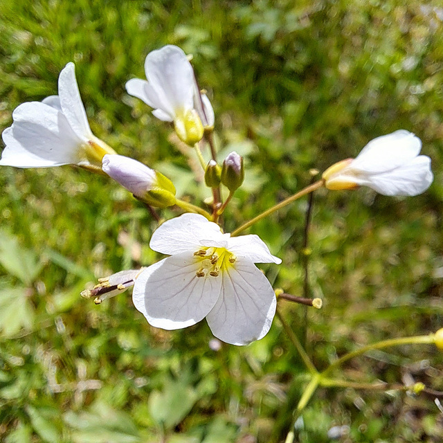 Wiesen-Schaumkraut (Cardamine pratensis)