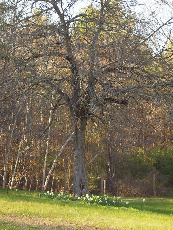 Under the Mulberry Tree