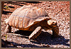 Centrochelys sulcata, tortuga de... + (1PiP)