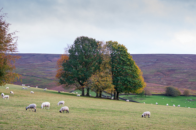 Moorfield Trees Autumn