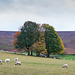 Moorfield Trees Autumn