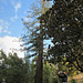 Sequoia in Andalousia.