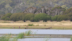 Kangaroos - Narawntapu N.P.