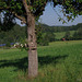 BÖ0029665