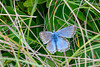 Chalkhill Blue-DSD0222