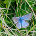 Chalkhill Blue-DSD0222