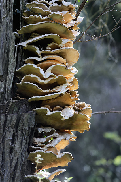 Polypore soufré