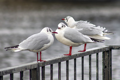 3 Black-Headed Gulls