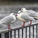 3 Black-Headed Gulls