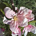 Fleurs du pommier que j’ai planté à l’automne 2023 , en même temps que le poirier .